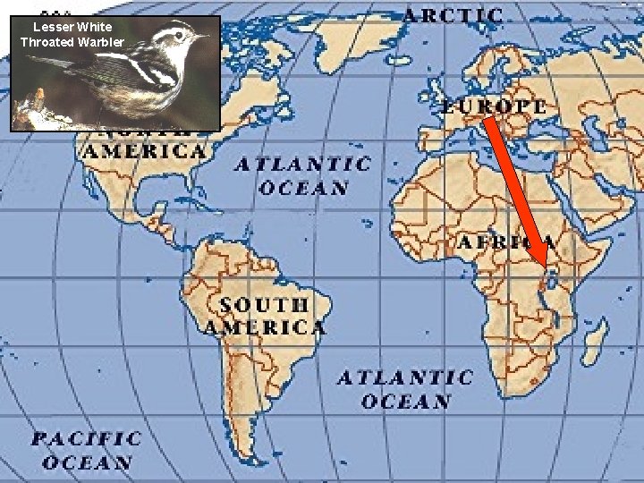 Lesser White Throated Warbler 