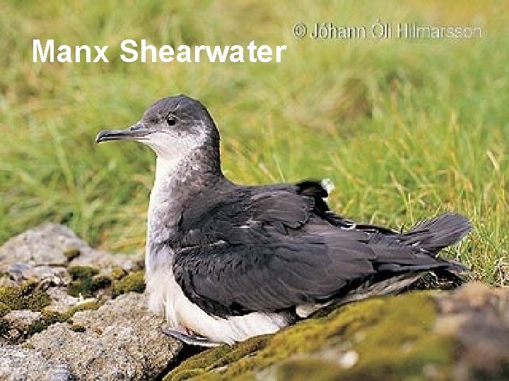 Manx Shearwater 
