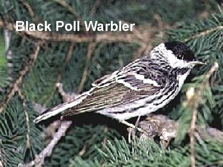 Black Poll Warbler 