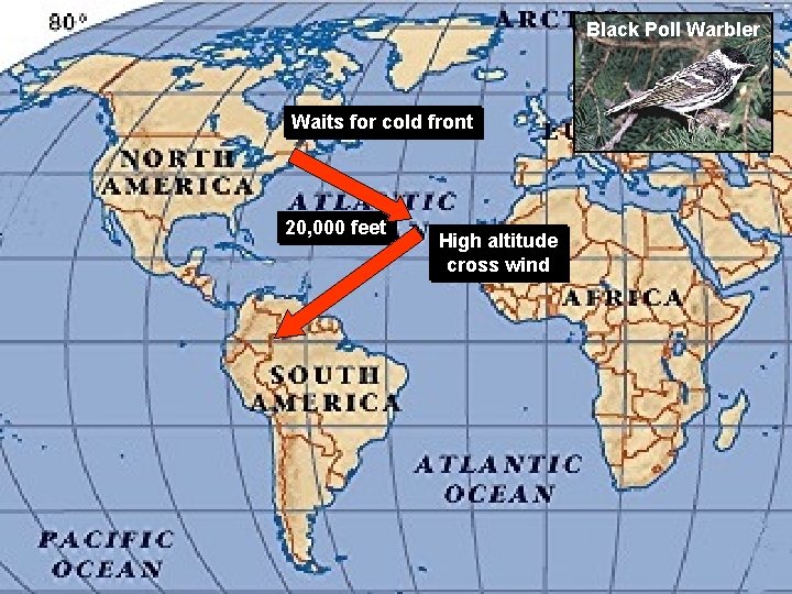 Black Poll Warbler Waits for cold front 20, 000 feet High altitude cross wind