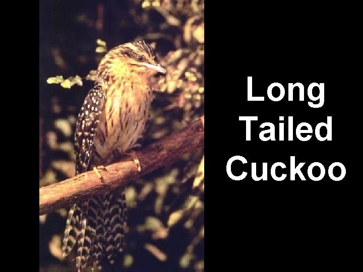 Long Tailed Cuckoo 