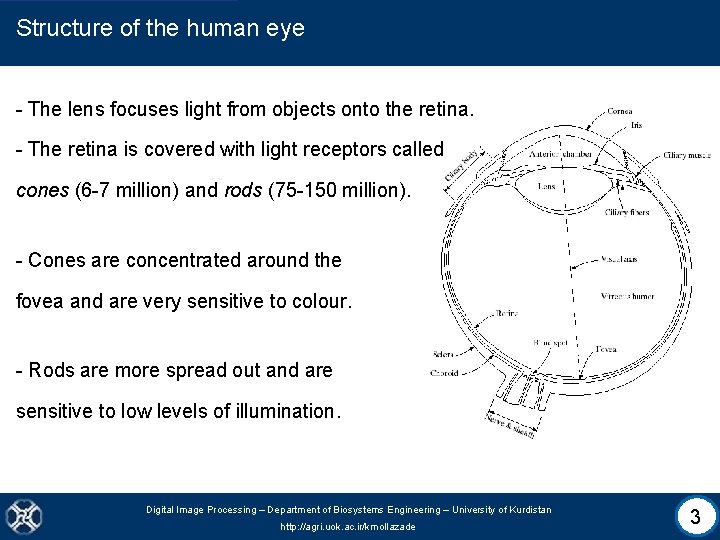 Structure of the human eye - The lens focuses light from objects onto the