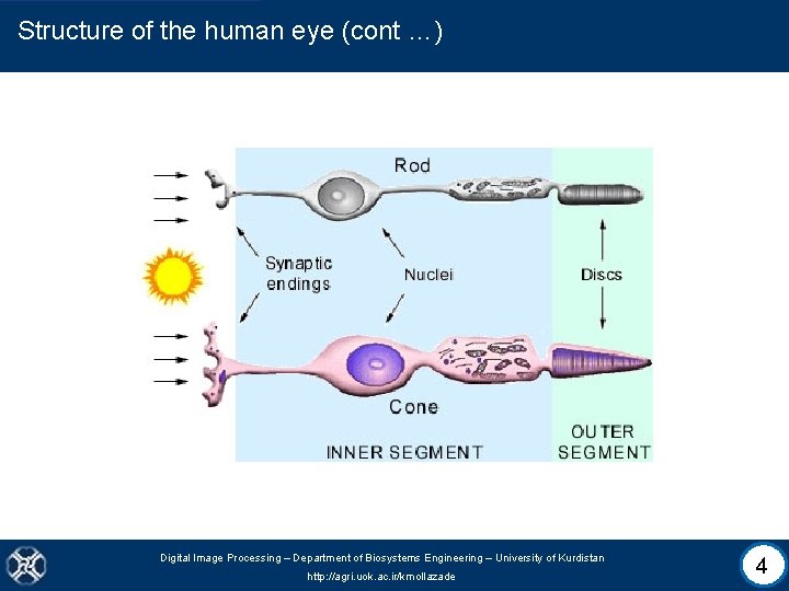 Structure of the human eye (cont …) Digital Image Processing – Department of Biosystems