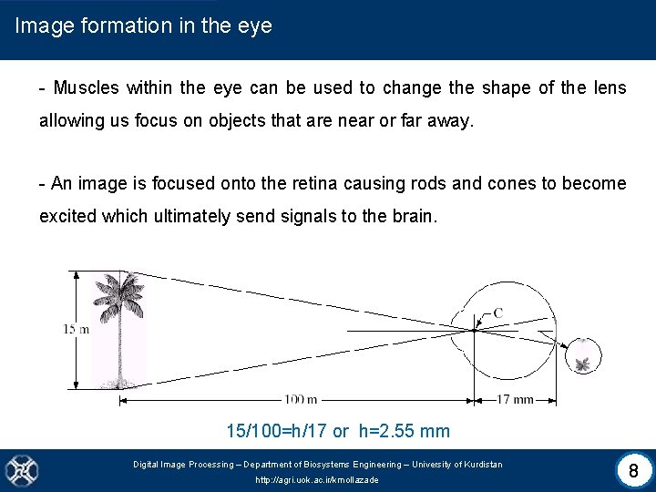 Image formation in the eye - Muscles within the eye can be used to