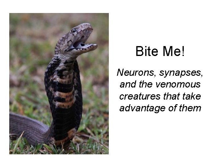 Bite Me! Neurons, synapses, and the venomous creatures that take advantage of them 