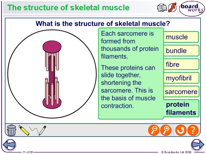 The structure of skeletal muscle 11 of 36 © Boardworks Ltd 2009 The structure of skeletal muscle 11 of 36 © Boardworks Ltd 2009