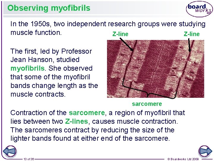 Observing myofibrils In the 1950 s, two independent research groups were studying muscle function. Observing myofibrils In the 1950 s, two independent research groups were studying muscle function.