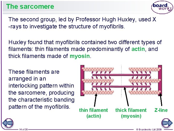 The sarcomere The second group, led by Professor Hugh Huxley, used X -rays to The sarcomere The second group, led by Professor Hugh Huxley, used X -rays to
