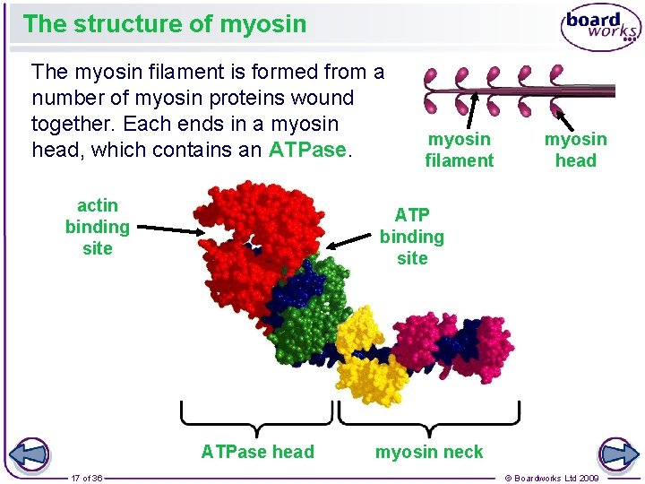 The structure of myosin The myosin filament is formed from a number of myosin The structure of myosin The myosin filament is formed from a number of myosin