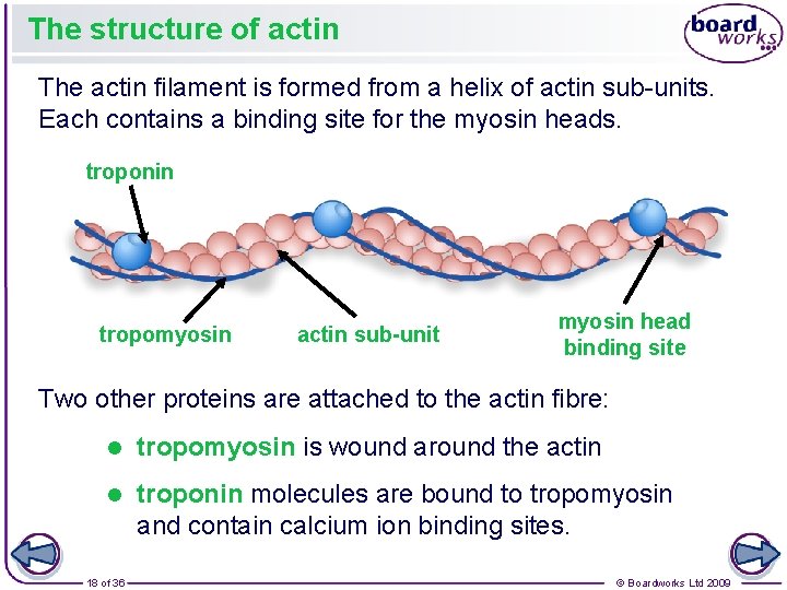 The structure of actin The actin filament is formed from a helix of actin The structure of actin The actin filament is formed from a helix of actin