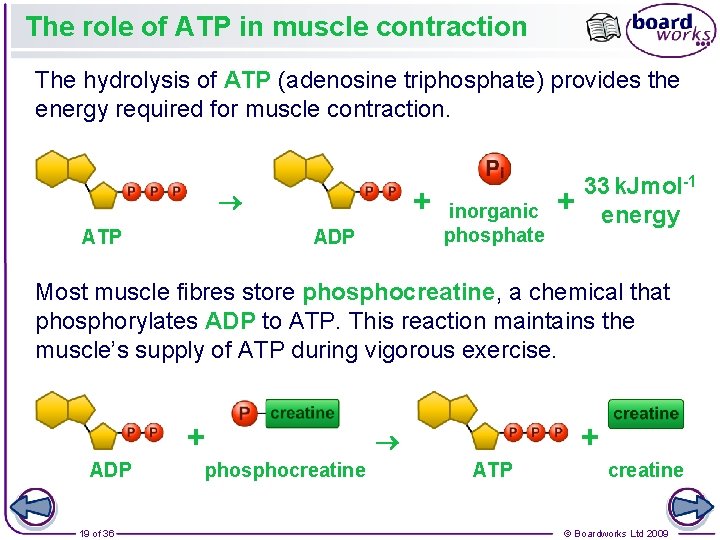 The role of ATP in muscle contraction The hydrolysis of ATP (adenosine triphosphate) provides The role of ATP in muscle contraction The hydrolysis of ATP (adenosine triphosphate) provides
