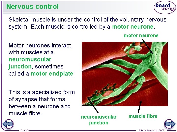 Nervous control Skeletal muscle is under the control of the voluntary nervous system. Each Nervous control Skeletal muscle is under the control of the voluntary nervous system. Each