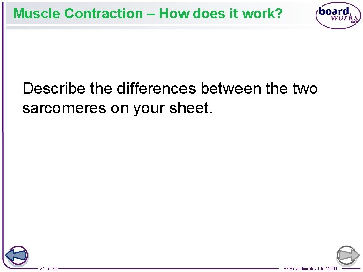 Muscle Contraction – How does it work? Describe the differences between the two sarcomeres Muscle Contraction – How does it work? Describe the differences between the two sarcomeres