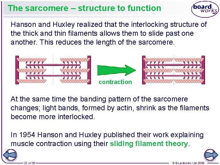 The sarcomere – structure to function Hanson and Huxley realized that the interlocking structure The sarcomere – structure to function Hanson and Huxley realized that the interlocking structure