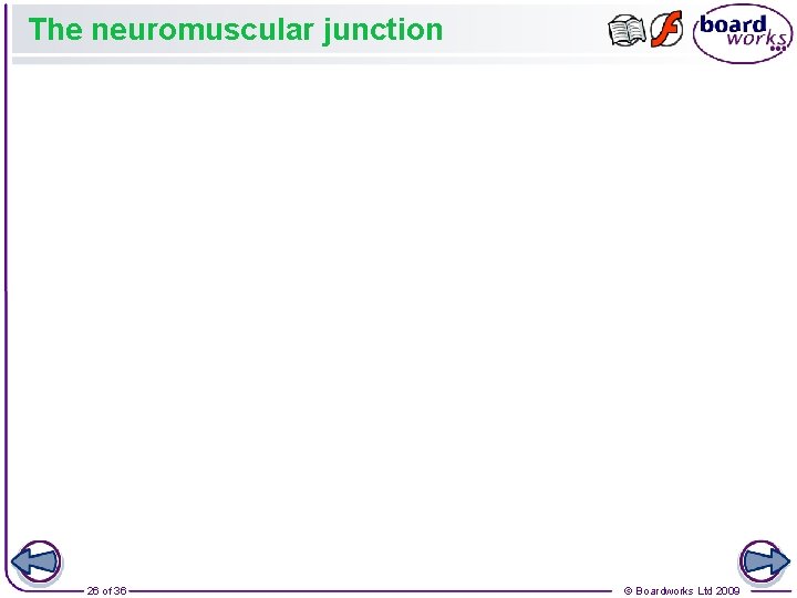 The neuromuscular junction 26 of 36 © Boardworks Ltd 2009 The neuromuscular junction 26 of 36 © Boardworks Ltd 2009