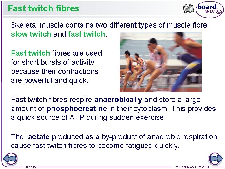 Fast twitch fibres Skeletal muscle contains two different types of muscle fibre: slow twitch Fast twitch fibres Skeletal muscle contains two different types of muscle fibre: slow twitch