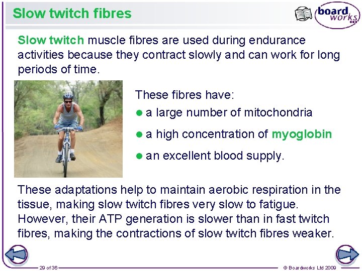 Slow twitch fibres Slow twitch muscle fibres are used during endurance activities because they Slow twitch fibres Slow twitch muscle fibres are used during endurance activities because they