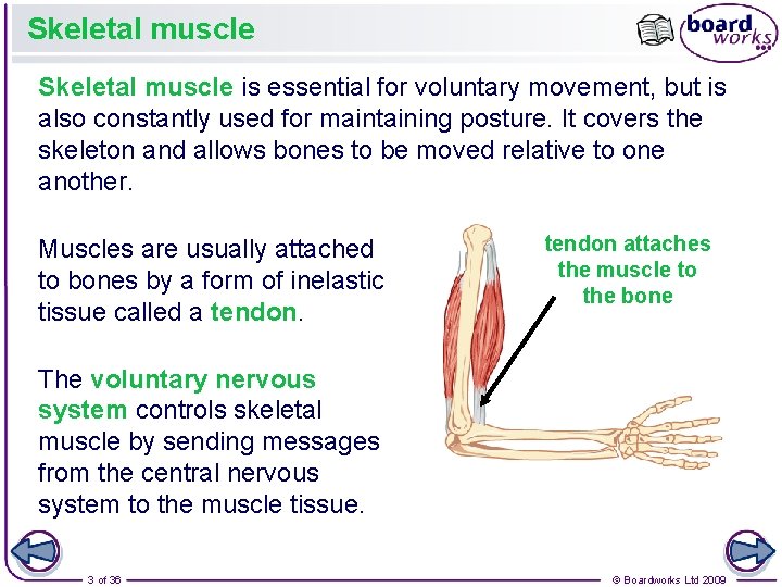 Skeletal muscle is essential for voluntary movement, but is also constantly used for maintaining Skeletal muscle is essential for voluntary movement, but is also constantly used for maintaining