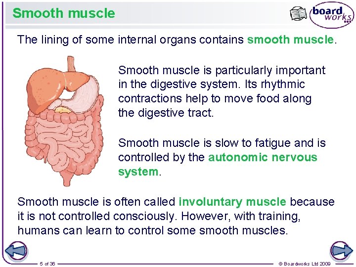 Smooth muscle The lining of some internal organs contains smooth muscle. Smooth muscle is Smooth muscle The lining of some internal organs contains smooth muscle. Smooth muscle is