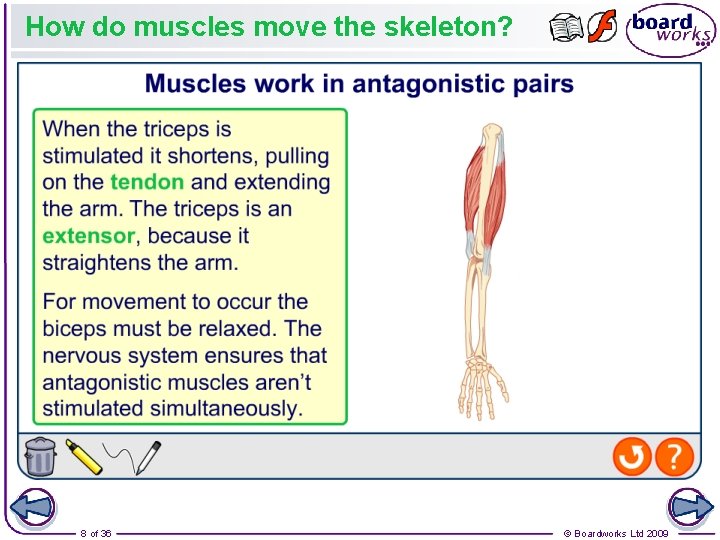 How do muscles move the skeleton? 8 of 36 © Boardworks Ltd 2009 How do muscles move the skeleton? 8 of 36 © Boardworks Ltd 2009