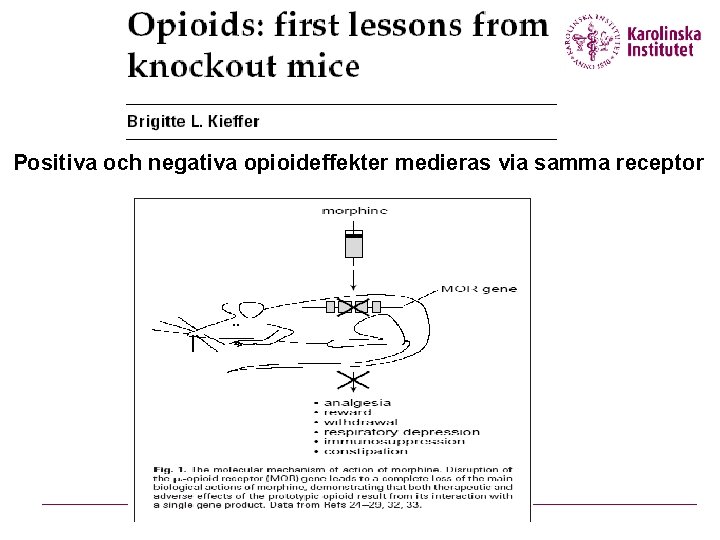 Positiva och negativa opioideffekter medieras via samma receptor 