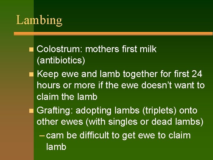 Lambing Colostrum: mothers first milk (antibiotics) n Keep ewe and lamb together for first