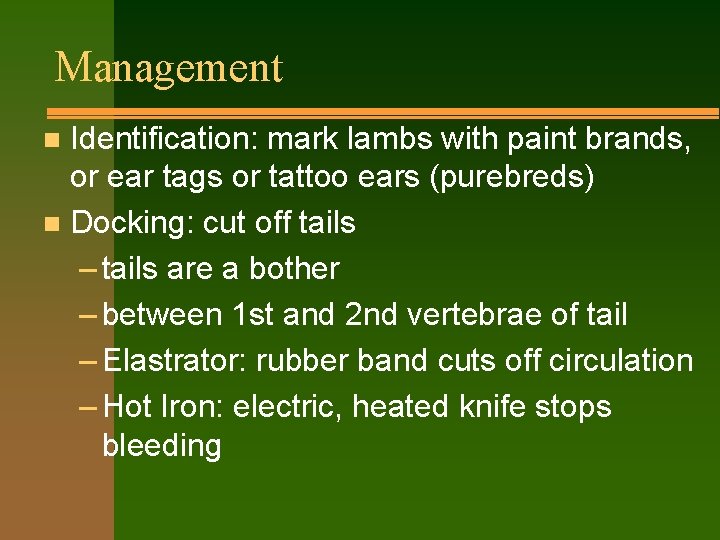Management Identification: mark lambs with paint brands, or ear tags or tattoo ears (purebreds)