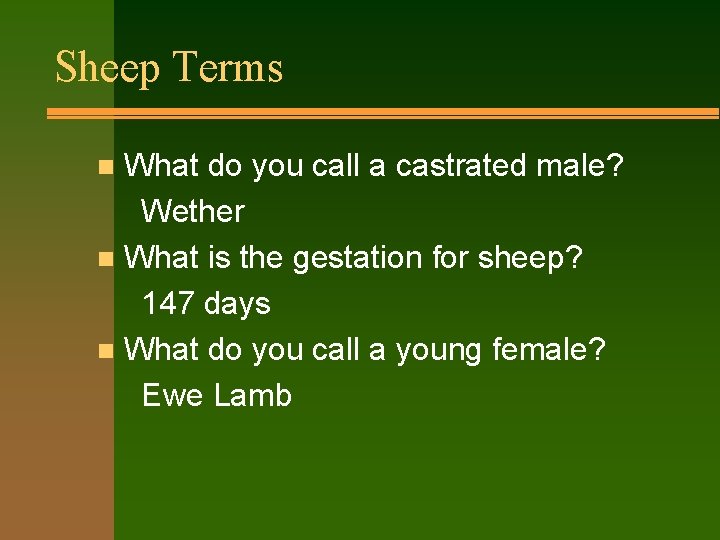 Sheep Terms What do you call a castrated male? Wether n What is the
