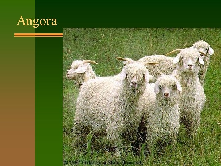 Angora 