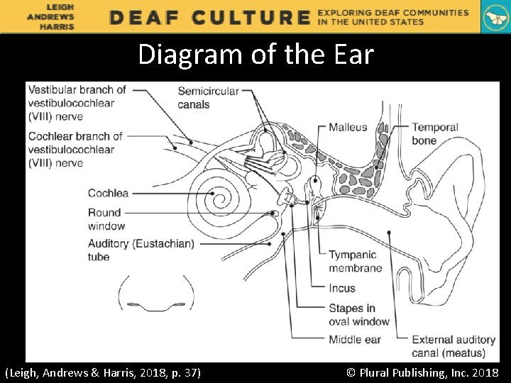 Diagram of the Ear (Leigh, Andrews & Harris, 2018, p. 37) © Plural Publishing, Diagram of the Ear (Leigh, Andrews & Harris, 2018, p. 37) © Plural Publishing,