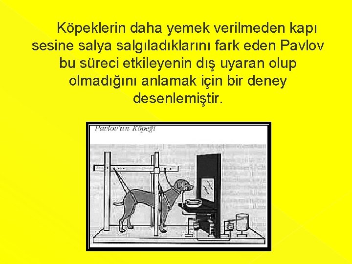  Köpeklerin daha yemek verilmeden kapı sesine salya salgıladıklarını fark eden Pavlov bu süreci