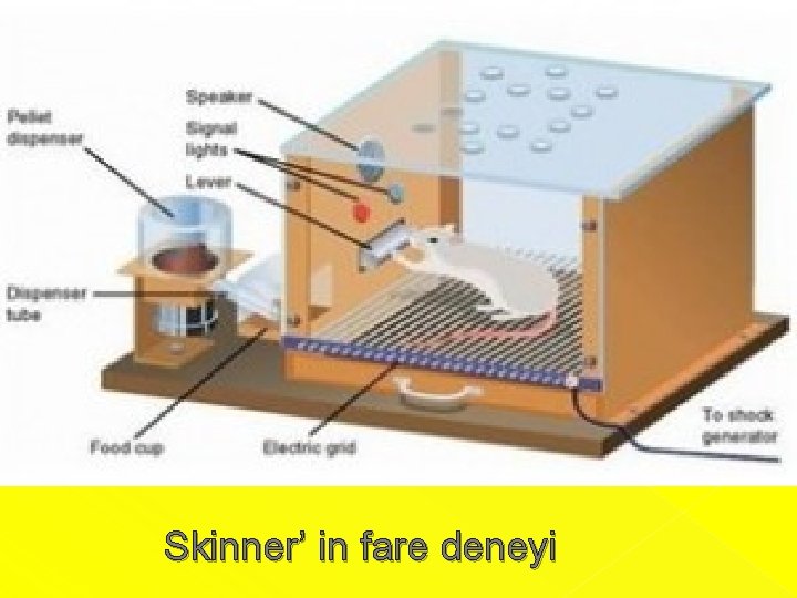  Skinner’ in fare deneyi 