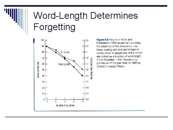 Word-Length Determines Forgetting 