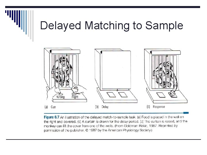 Delayed Matching to Sample 