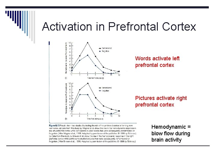 Activation in Prefrontal Cortex Words activate left prefrontal cortex Pictures activate right prefrontal cortex