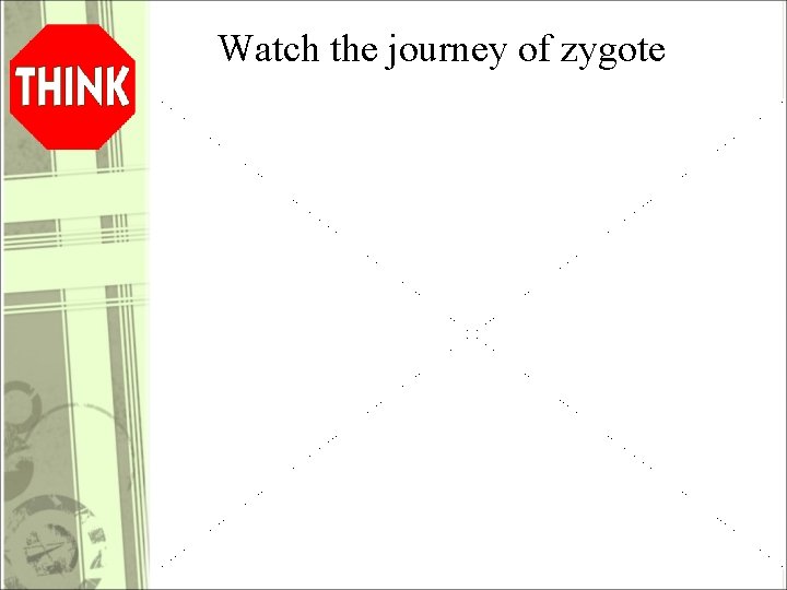 Watch the journey of zygote 