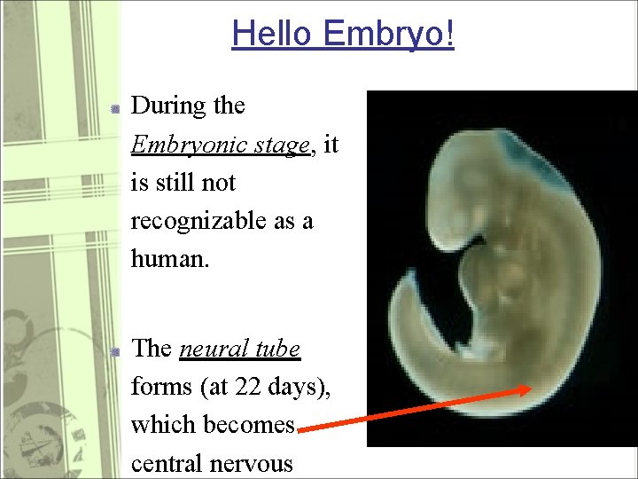 Hello Embryo! During the Embryonic stage, it is still not recognizable as a human.