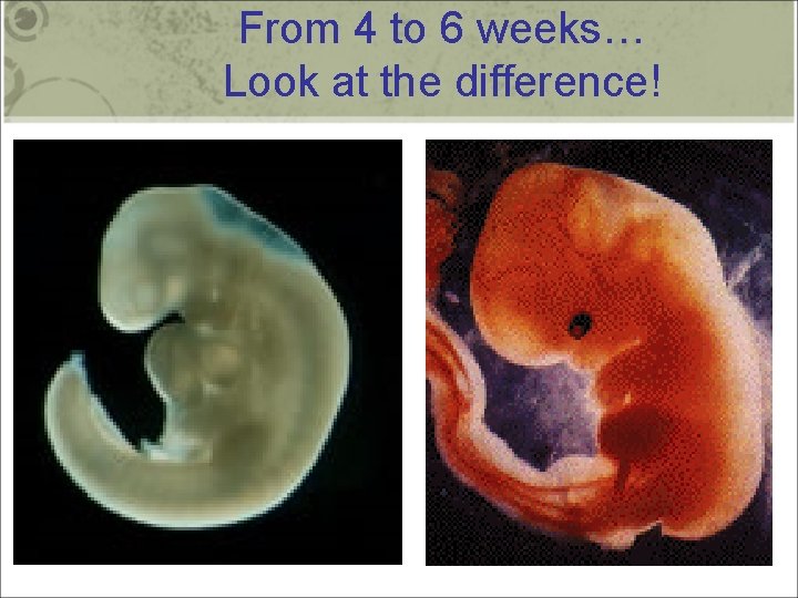 From 4 to 6 weeks… Look at the difference! 