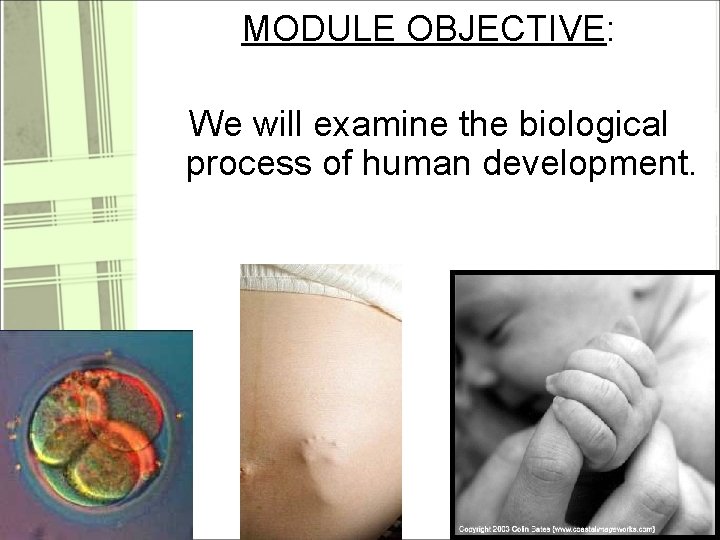 MODULE OBJECTIVE: We will examine the biological process of human development. 