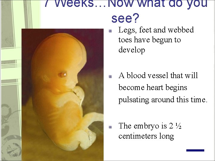 7 Weeks…Now what do you see? Legs, feet and webbed toes have begun to