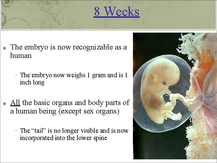 8 Weeks The embryo is now recognizable as a human ‐ The embryo now