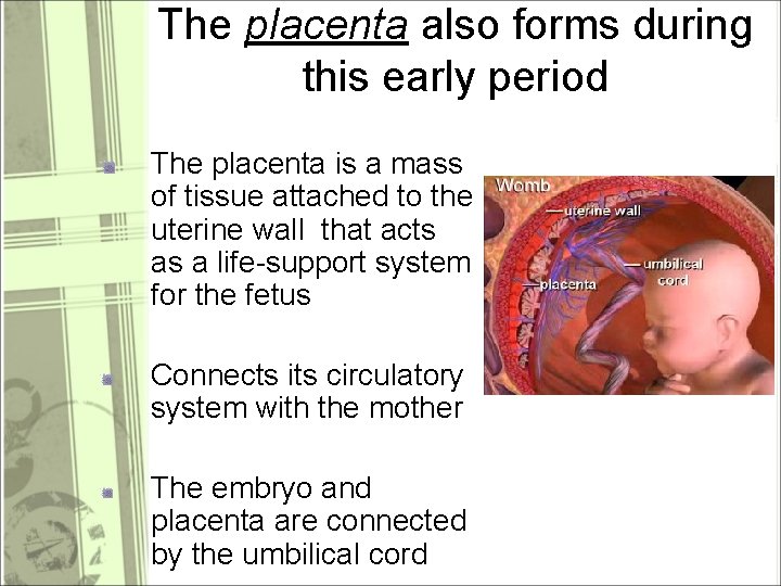 The placenta also forms during this early period The placenta is a mass of