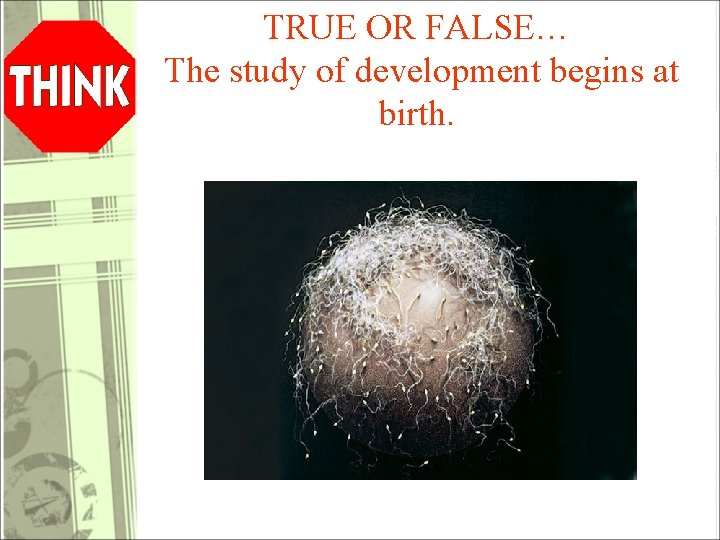TRUE OR FALSE… The study of development begins at birth. 