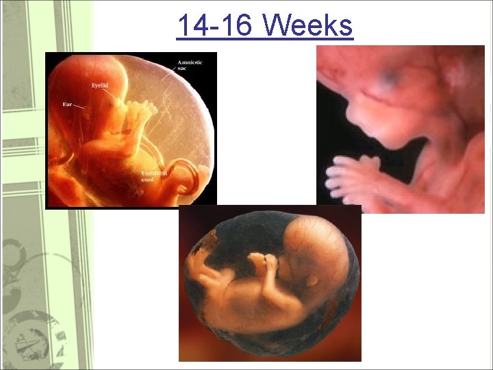 14 -16 Weeks 