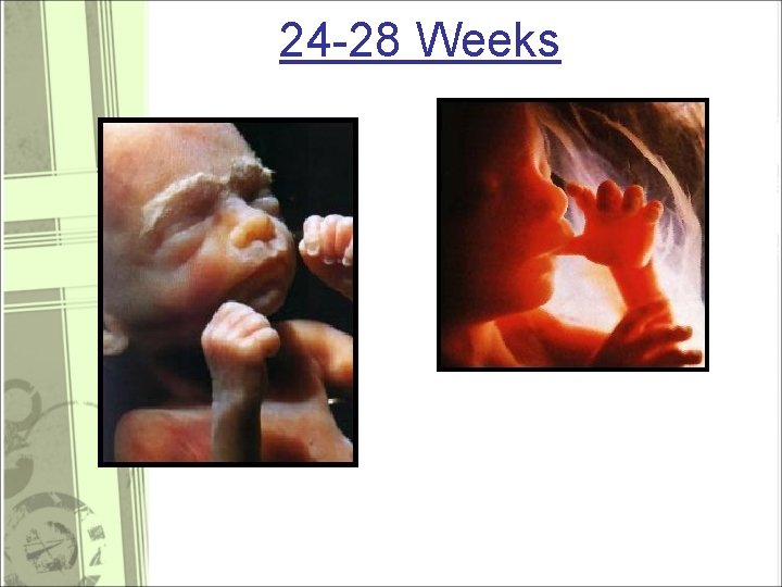 24 -28 Weeks 