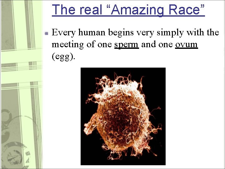 The real “Amazing Race” Every human begins very simply with the meeting of one