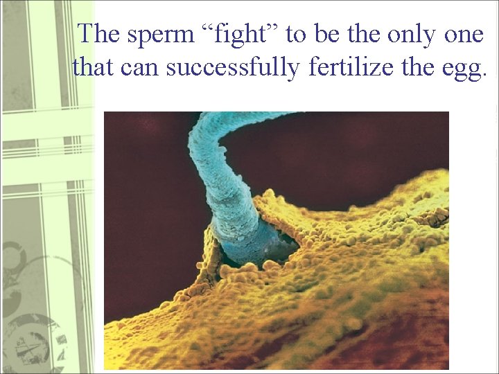 The sperm “fight” to be the only one that can successfully fertilize the egg.