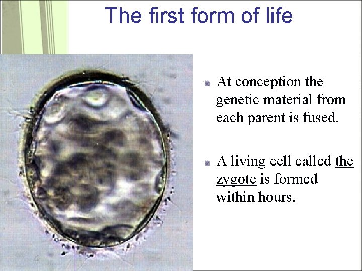 The first form of life At conception the genetic material from each parent is