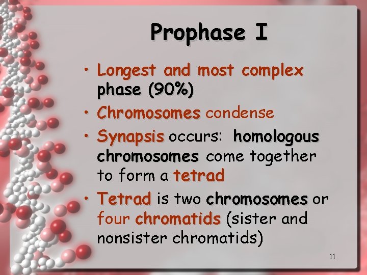 Prophase I • Longest and most complex phase (90%) • Chromosomes condense • Synapsis