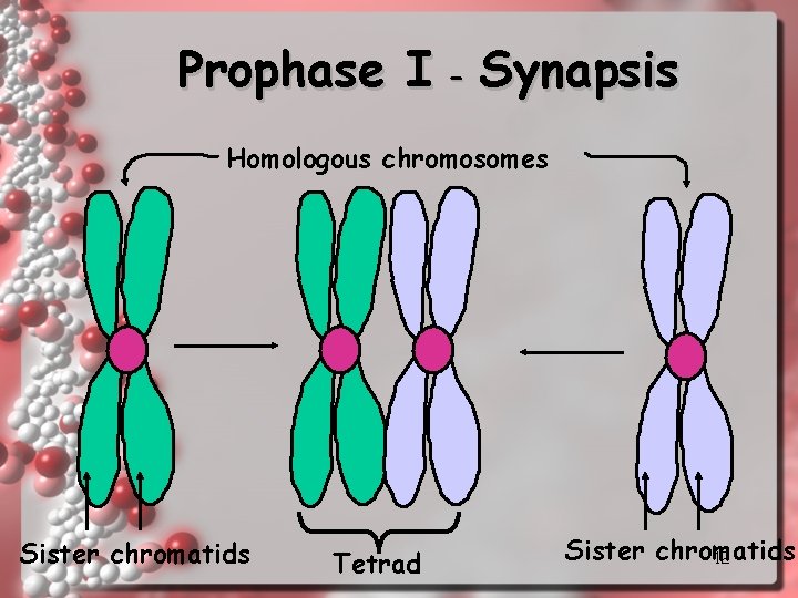 Prophase I - Synapsis Homologous chromosomes Sister chromatids Tetrad Sister chromatids 12 